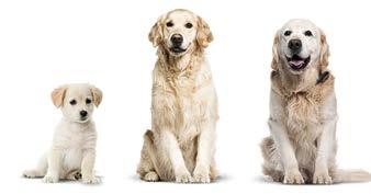The products are specifically designed to meet the particular needs of different sizes of dogs at key stages during their lifespan and comprises of Glucosamine and Chondroitin tablets for small and