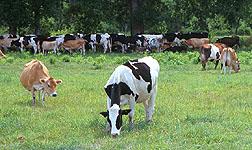 USDA/NOSB Dairy Pasture Symposium Kathy Soder Research Animal Scientist