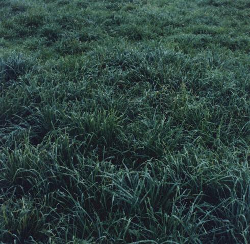 Pasture as Only Forage High Quality and Quantity DMI of 37-40 lb from pasture (3.0-3.