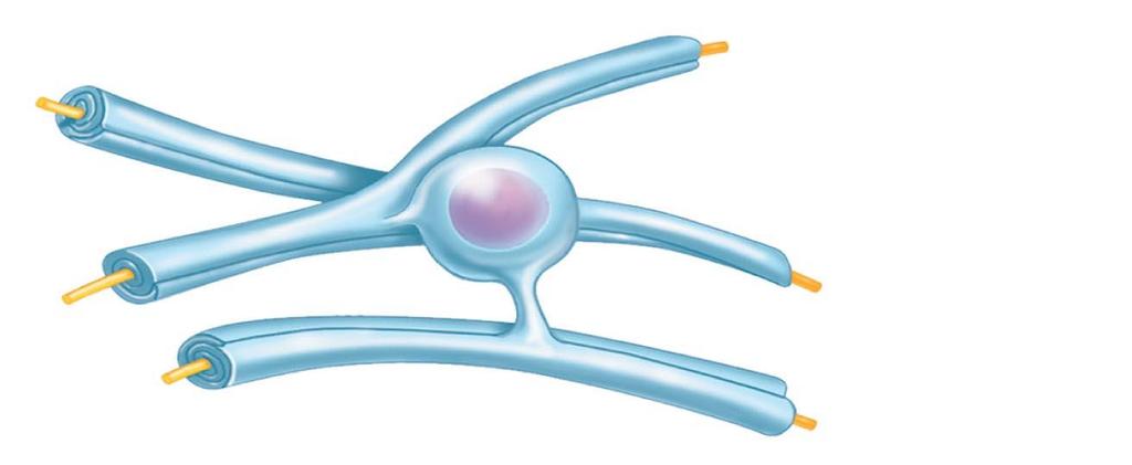 Myelin sheath Process of oligodendrocyt e Nerv e fibers (d) Oligodendrocytes