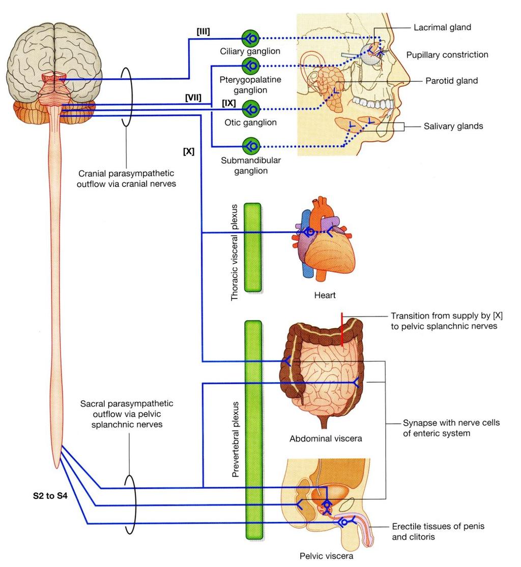 Parasympathetic Nervous System Preganglionic parasympathetic axons run in: Oculomotor nerve (CN III) Facial nerve (CN VII) Glossopharyngeal nerve (CN IX) Vagus