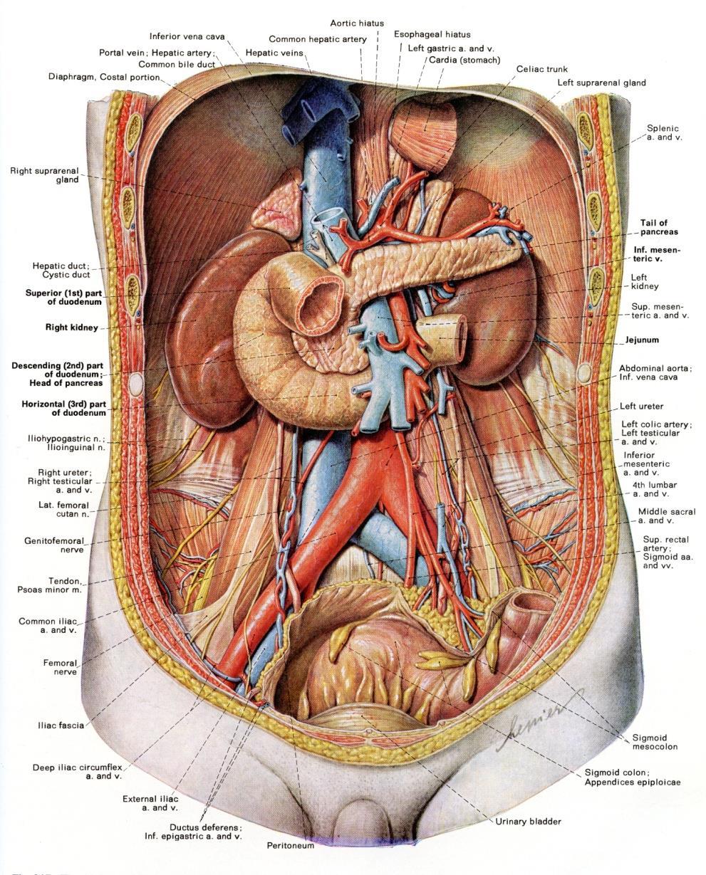 Neurochemical Communication The adrenal medulla (the center of the suprarenal gland, which sits above the kidneys) receives direct preganglionic sympathetic innervation.