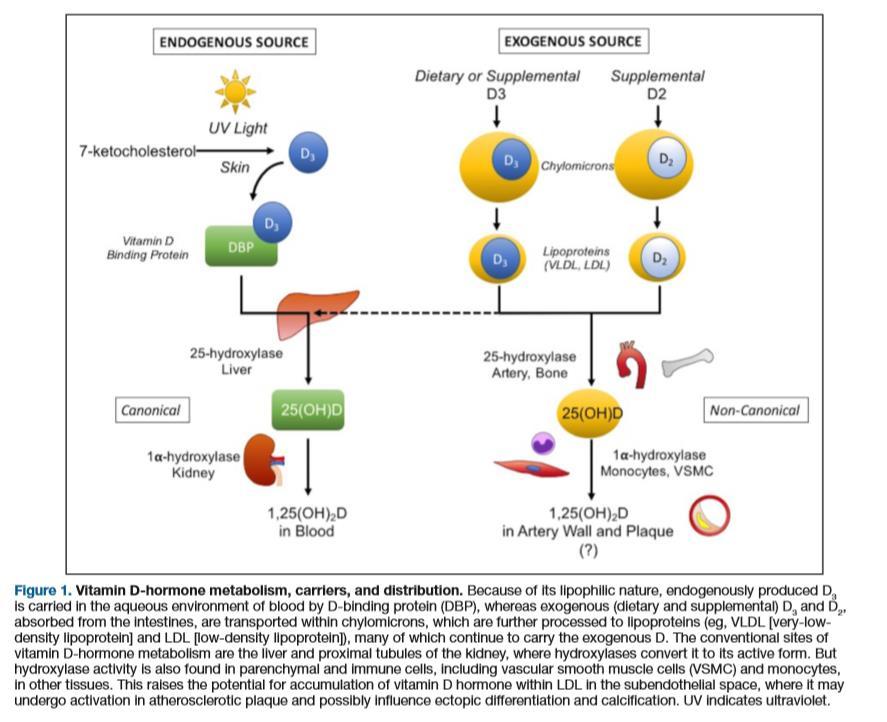 Steroid hormone vitamin D: Implications for cardiovascular disease Circulation research.