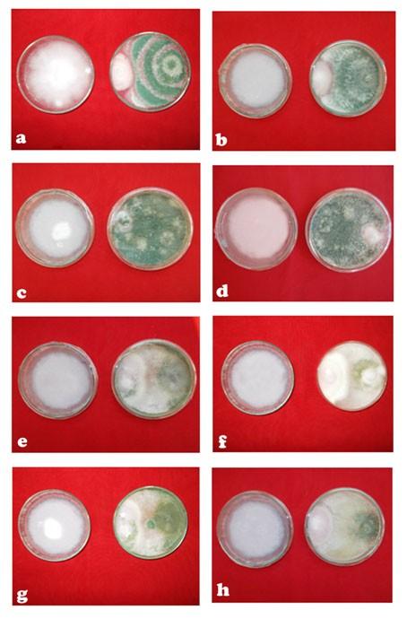 Figure 3: Inhibitory effect of different isolates of Trichoderma spp on mycelial growth of Fusarium oxysporum f. sp. Lycopersici in dual culture technique.