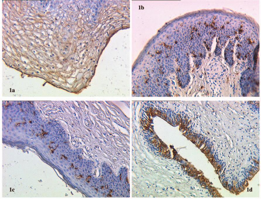 Wiest et al: Carbohydrate Tumour Markers in Normal Epithelial of the Penis and Vagina Figure 1.