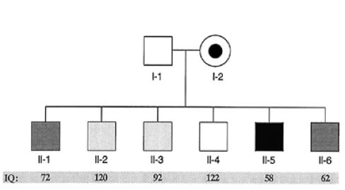 Fragile X Syndrome Genetics, Epigenetics & the Role of Unprogrammed Events in the expression of a Phenotype A loss of function of the FMR-1 gene results in severe