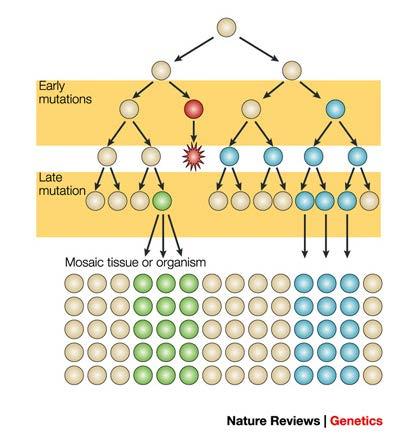 Somatic mosaicism is the presence of genetically distinct populations of somatic cells in a given organism.