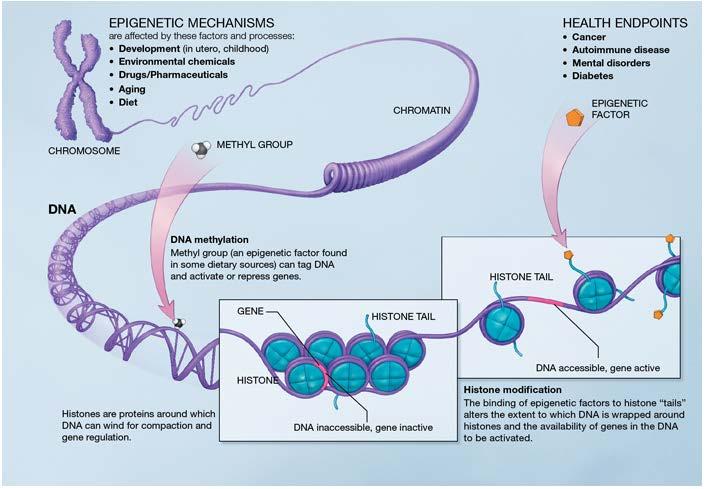 Epigenetic mechanisms are affected by several factors and processes including development in utero and in childhood, environmental chemicals, drugs and