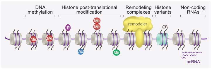 Mechanisms involved in chromatin modifications Nature. 2010 June 10; 465(7299): 728 735. Five broad and interrelated mechanisms are known to affect chromatin structure.