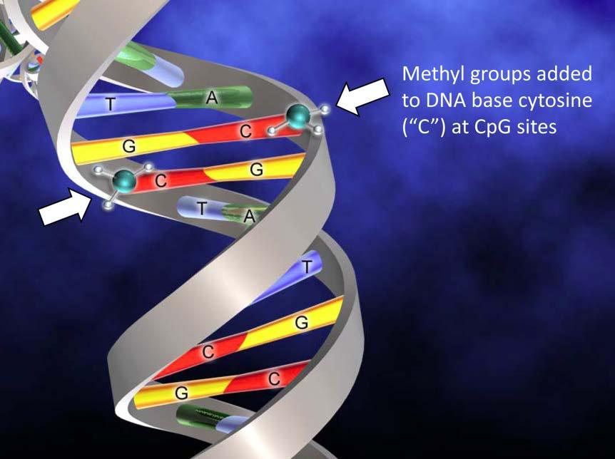 DNMT DNMT = DNA