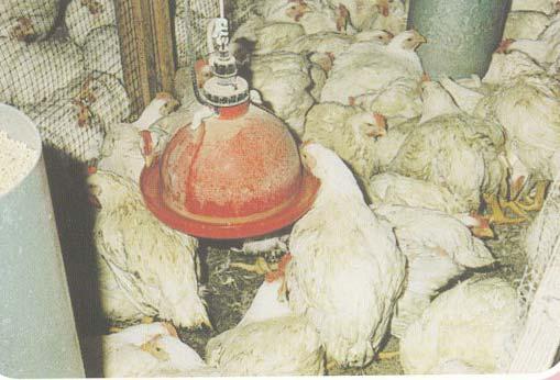 Arizonosis Species of bird--turkeys and chickens (Broilers). Action--Acute. Age of bird--young. Etiology--Salmonella arizona is gram-negative and has flagella. Mode of transmission 1.
