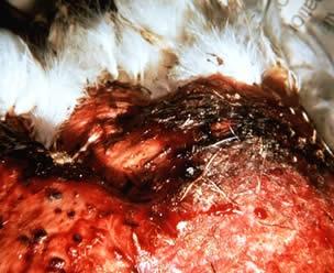 Clinical signs 1. Signs include loss of feathers, low mortality, dead birds decompose quickly, pale combs and wattles. 2.