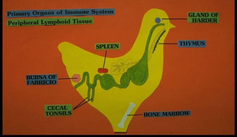 Birds are restimulated to begin reproduction and replace their feathers with increase in photoperiod and/or feed. The thymus (figure 1.