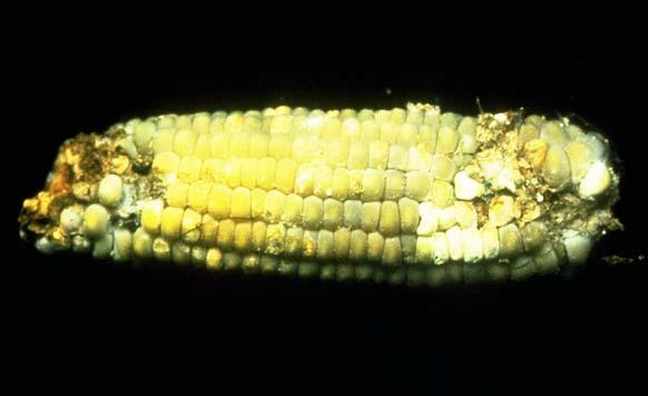 14. Mycotoxins Mycotoxins are toxic metabolic byproducts of fungal growth on grains. There are over 100 known mycotoxins.