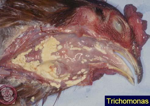 Figure 15.12. Cone-shaped lesions in the upper digestive tract Diagnosis 1.