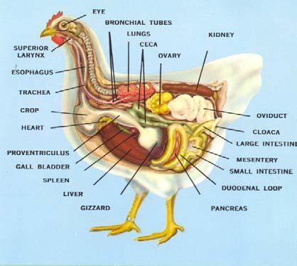 1. Anatomy and physiology Before you can treat a disease, one must make an accurate diagnosis. Diagnosis requires that you know the normal anatomy of the fowl (figure 1.0).