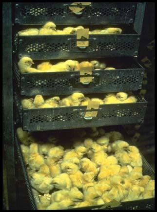 Monitor the hatching time and periodically cross check with flock age and length of time eggs are held to identify machine variability as opposed to egg-handling or shell quality problems (figures 7.