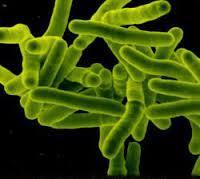 Tuberculosis (TB) TB is a contagious disease found worldwide It is caused by inhaling infectious Mycobacterium tuberculosis organisms into the lung It is becoming more common with nearly 11,000 new