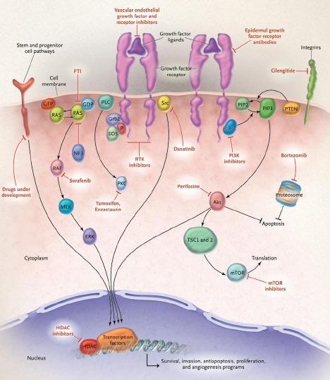 Major Signaling Pathways in Glioma Wen PY, Kesari S. N Engl J Med. 2008;359:492-507; with permission.