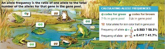 Different combinations of alleles in a gene pool can be expressed when organisms mate and have offspring. An allele frequency is a measure of how common a certain allele is in the population.