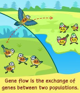 2. GENETIC DRIFT Genetic Drift is a change in allele frequencies due to chance. Genetic drift causes a loss of diversity. Small populations are more likely to be affected.