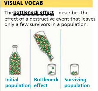 Factors such as disease, starvation, or drought, that kill a large proportion of a population produce a bottleneck population.