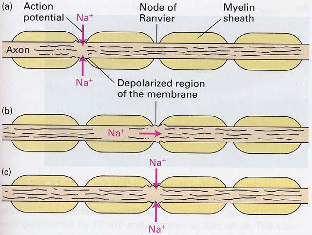 12 µm myelinated vertebrate axon 600 µm unmyelinated