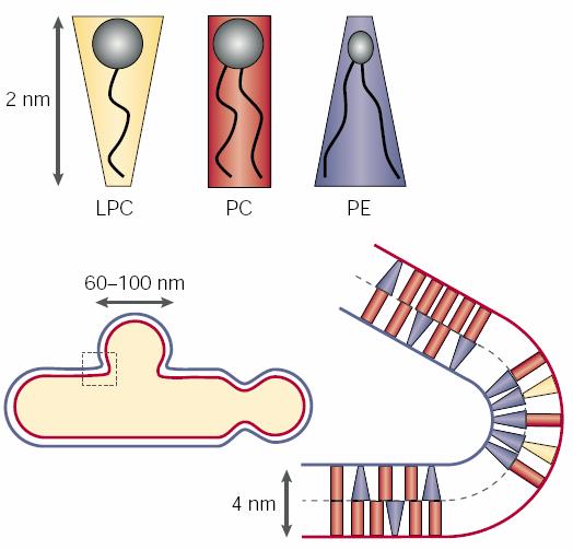 Phospholipids have different shapes and lipid shape affects membrane curvature