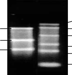 24 Figure 5 Agarose gel electrophoresis (1%) of viral nucleic acid. In lane A, 3 fragments are seen: a large fragment (L) about 6.80 kb, a medium fragment (M) of about 3.