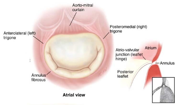 Mitral Valve Historical Perspective Hinge Junction between atrial and valvular tissue Annulus