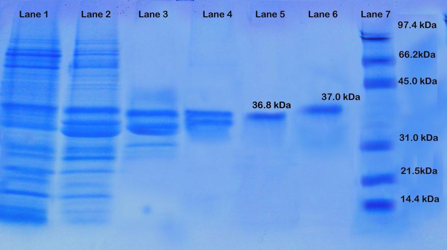 protein was measured by using a standard calibration curve of log molecular weight. The purified protease separated as single band on SDS PAGE exhibited a molecular weight of 36.
