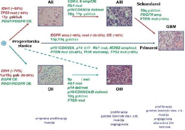Općenito, glioblastomi pokazuju najviše genetičkih promjena s obzirom na ostale astrocitne tumore.