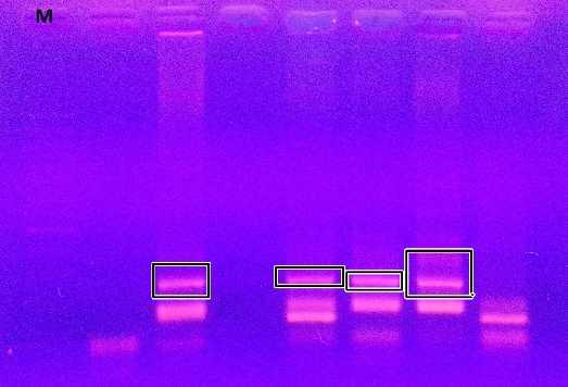 Slika 7. Provjer rezultata PCR-a nakon promjene temperature sparivanja početnica pri 53 C za umnažanje mikrosatelitnog biljega D1S243.