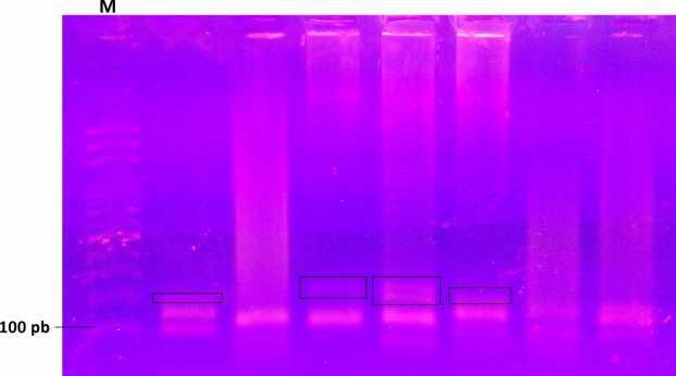Slika 8. Rezultati provjere uspješnosti PCR-a s duljim početnicama za umnažanje biljega D1S243.