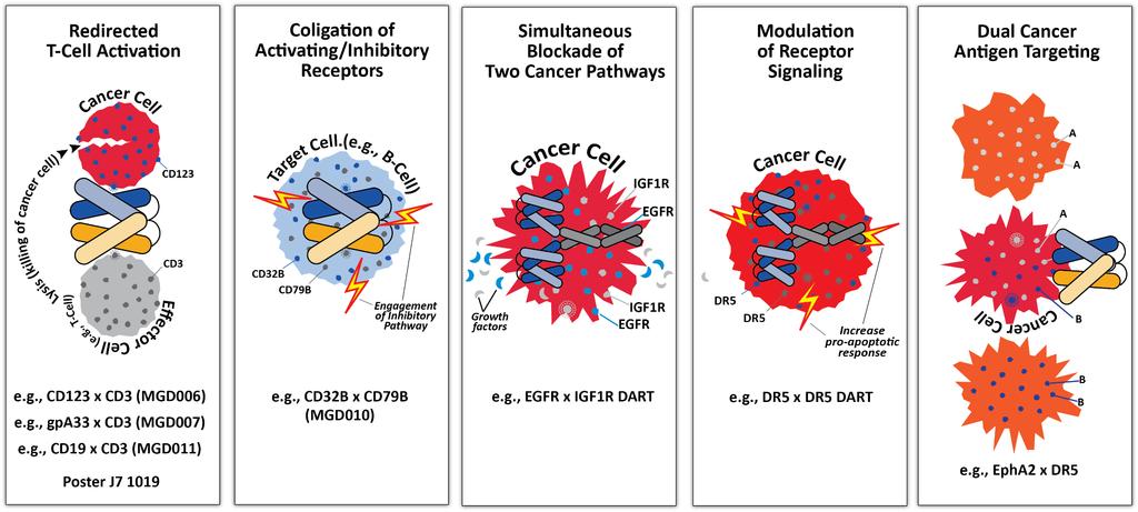 MGD1: Application of DART for Receptor Coligation Coligation of an activating receptor (CD79B; BCR component) with an inhibitory receptor (CD32B) on the same human B cell Designed to block B cell