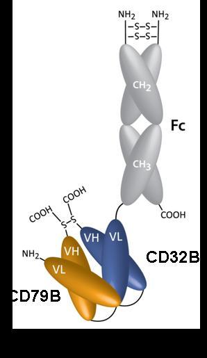 and inhibitory (CD32B) receptors through co-ligation BCR CD79B CD32B ITAM ITIM B-cell