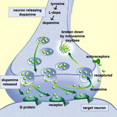 Dopamine in nerve-cells Dopamine is a known neurotransmitter 80% of dopamine is inside