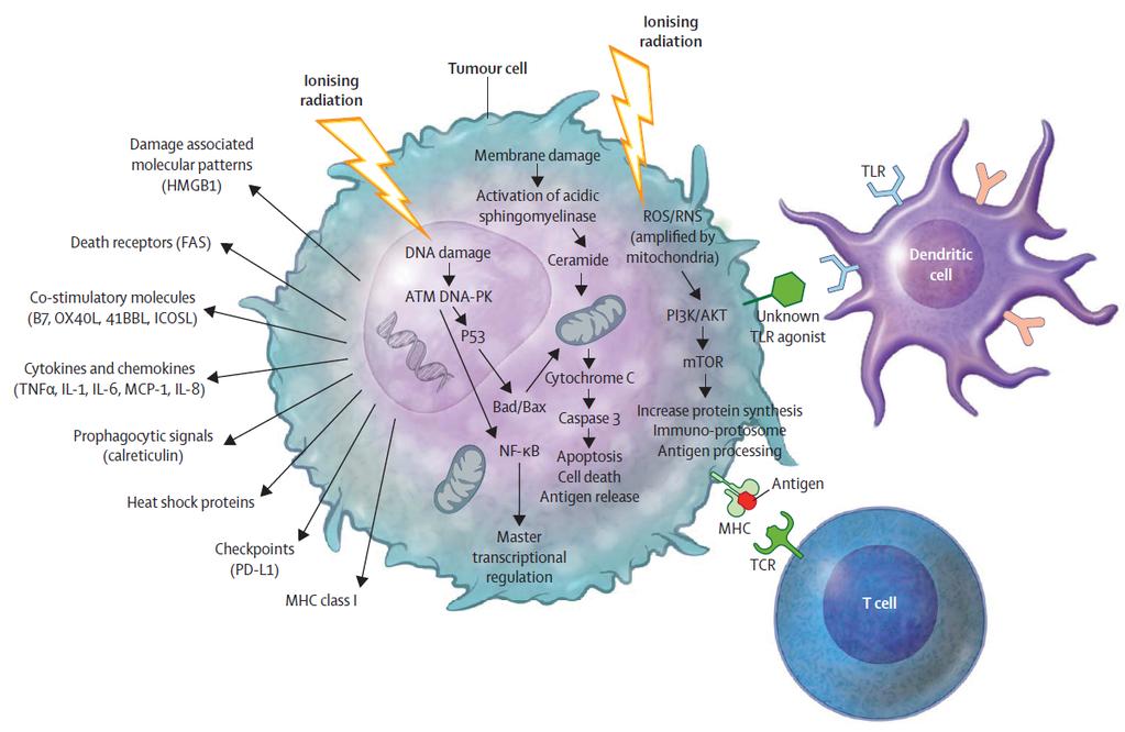 antigens MHC-I expression chemokines à recruit cytotoxic T-cells TCR repertoire