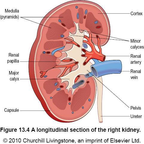Anatomy of the Kidney Surrounded by a tough fibrous capsule Renal Cortex contains nephrons Renal medulla loop of Henle and collecting ducts of the