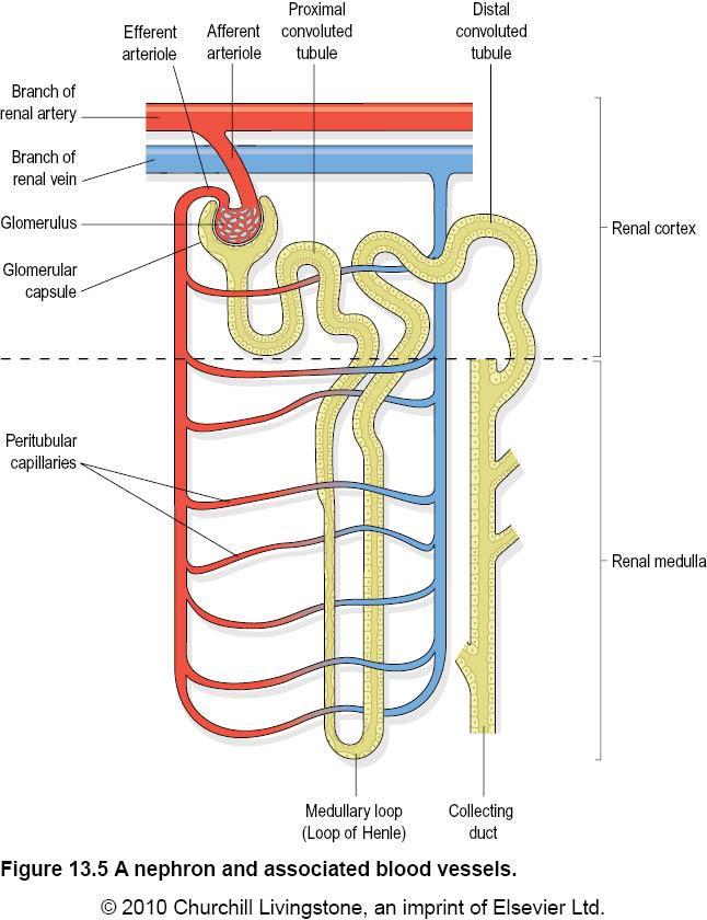 Nephron Nephrons are the functioning units of the kidneys with approximately 1 million in each kidney.