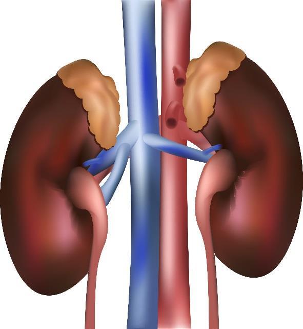 Key facts about the kidneys The kidneys require 25% cardiac output to be adequately perfused with blood and work effectively.