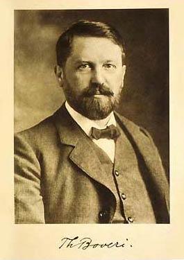 The Genetic Basis of Cancer and Theodor Boveri 1862-1915 Established that chromosomes carry the hereditary information Suggested that mis-segregation of human chromosomes could be responsible for a