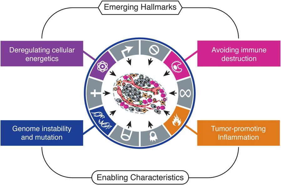 Emerging Hallmarks - The detrimental effect of immune cells Hanahan and Weinberg, Cell