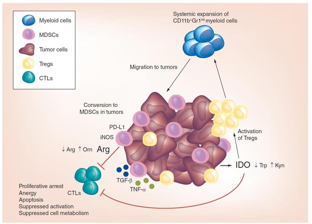 The metabolic control of T cell activation by