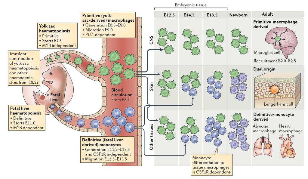 Monocyte and macrophage developmental pathways (before birth and under