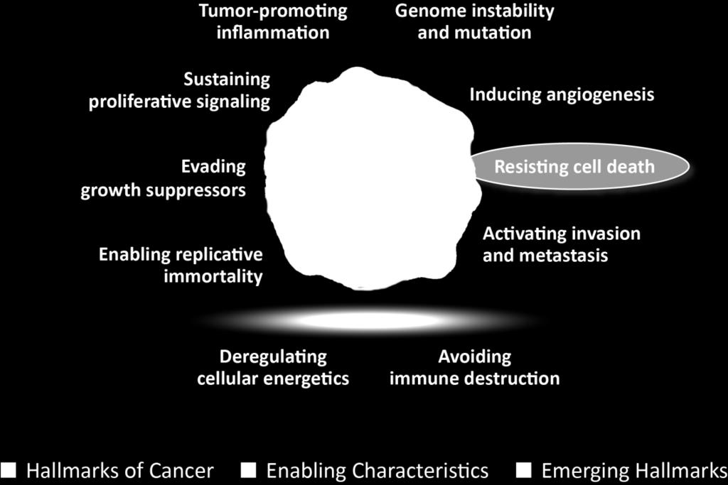 Evasion of Apoptosis, or Cell Death, is 1. Resisting Cell Death 2. Sustained angiogenesis for growth and survival (primarily solid tumors) 3. Self-sufficiency in growth signals 4.