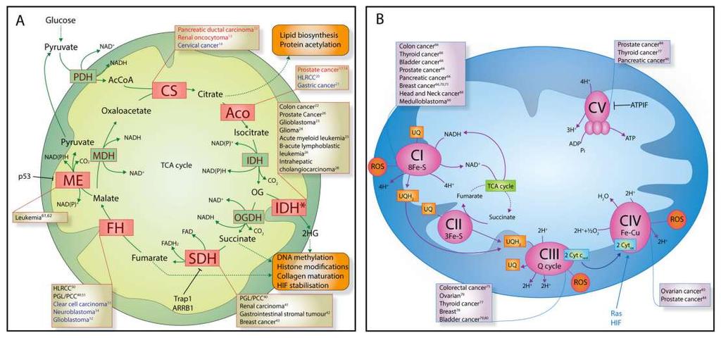 Mitochondrial genes as oncogenes and