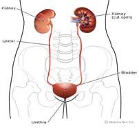 Organs in the Regions Urinary : system primarily responsible for water, electrolyte, and acid-base balance and removal of nitrogenous waste Kidney one of a pair located on the right/left side of