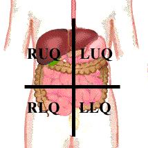 LUQ - Left Upper Quadrant RLQ Right Lower Quadrant LLQ Left Lower Quadrant Right Upper Quadrant - RUQ Part of the small intestine including the descending duodenum Upper ascending colon Most of