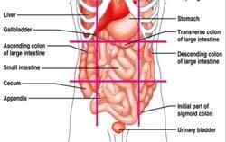 Esophagus Stomach Liver Pancreas Transverse Colon Right & Left Adrenal Glands Pancreas Circulatory: Aorta Lymphatic: Spleen Epigastric